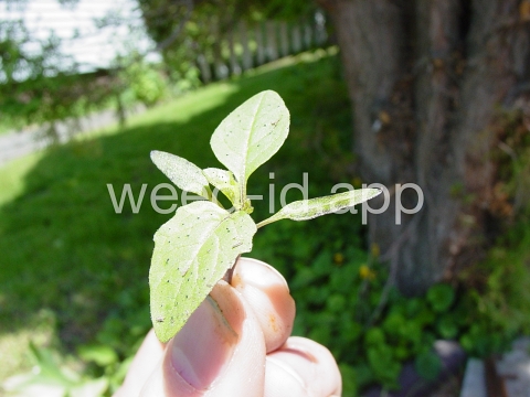 apple-of-Peru